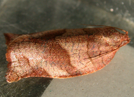 Oblique-banded Tortrix